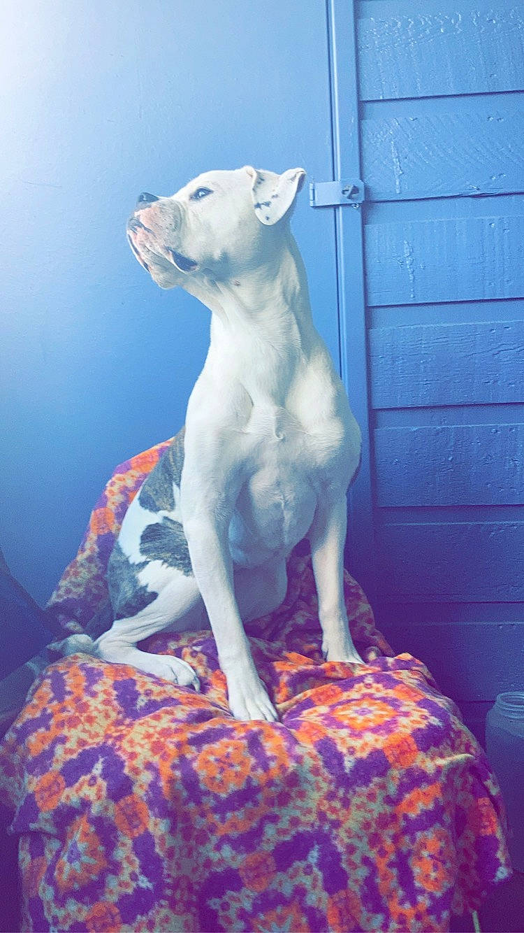 Arya joined the competition — help win amazing prizes! art, blue, canidae, carnivore, companion_dog, dog, dog_breed, door, electric_blue, fawn, felidae, grass, non_sporting_group, sculpture, sitting, sporting_group, statue, tail, terrestrial_animal, visual_arts