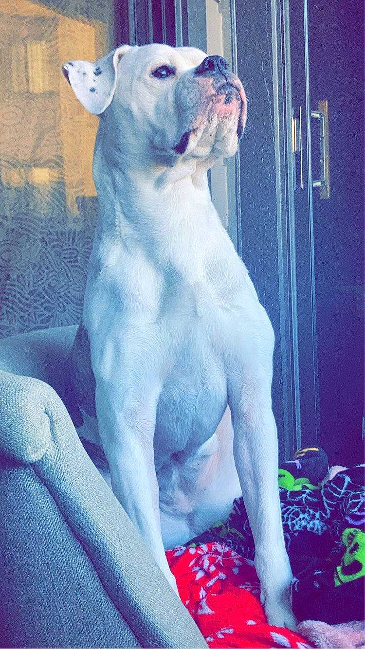 Arya joined the competition — help win amazing prizes! big_cats, blue, canidae, carnivore, chest, companion_dog, dog_breed, electric_blue, fang, fawn, felidae, jaw, muscle, roar, small_to_medium_sized_cats, snout, tail, terrestrial_animal, trunk, whiskers