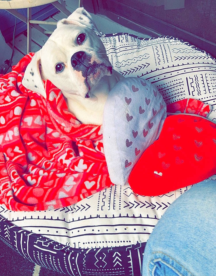 Arya joined the competition — help win amazing prizes! carmine, comfort, companion_dog, denim, electric_blue, entertainment, fashion_accessory, fictional_character, flesh, font, fur, linens, magenta, pattern, personal_protective_equipment, textile, toy, visual_arts