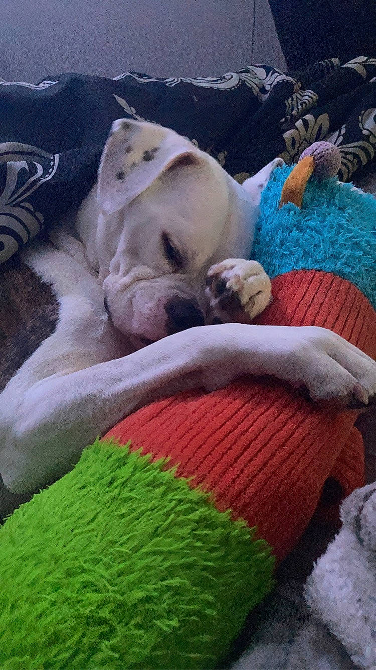 Arya joined the competition — help win amazing prizes! bedtime, blanket, canidae, carnivore, comfort, companion_dog, dog, dog_breed, fawn, fur, linens, magenta, nap, sleep, sporting_group, thread, wool, woolen, working_animal, woven_fabric