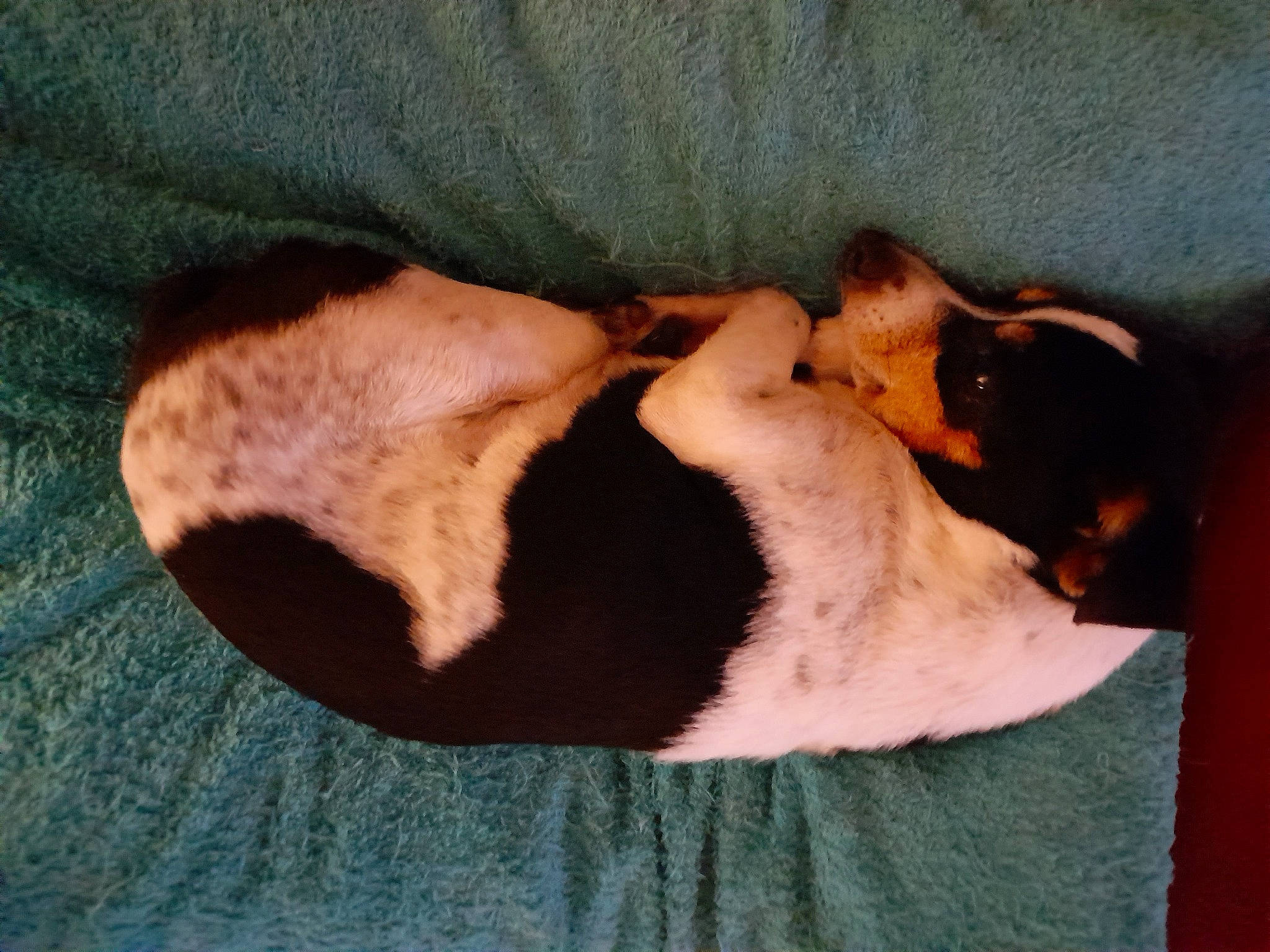 Boréa a rejoint le concours — aidez-le/la à gagner de superbes lots ! canidae, carnivore, claw, comfort, companion_dog, dog, dog_breed, fawn, felidae, fur, guard_dog, linens, nap, paw, sleep, small_to_medium_sized_cats, snout, sporting_group, tail, whiskers