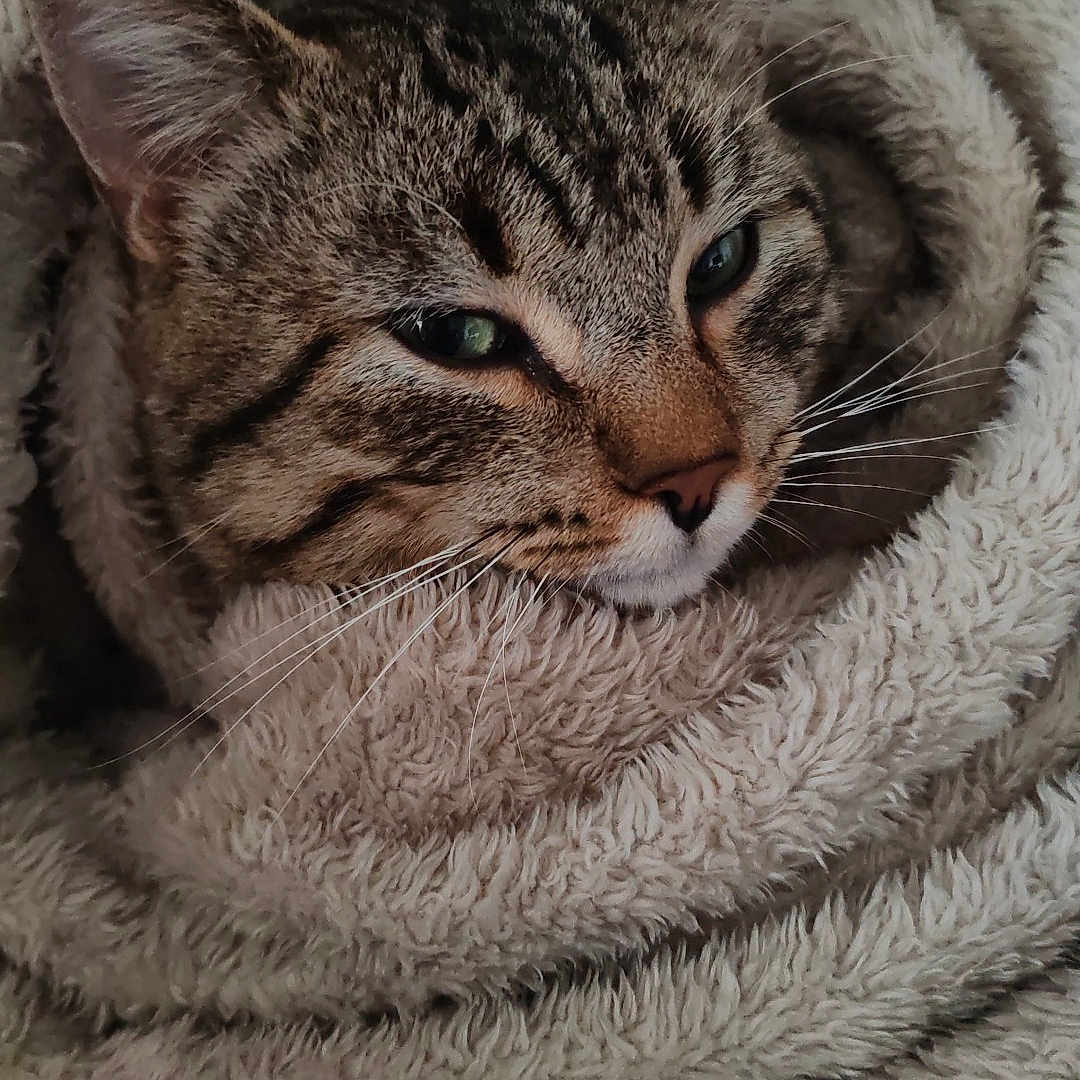 Moz Hard participe au concours pour gagner de l'argent avec cette photo : abyssinian, animal, blanket, cat, clothing, fur, homedecor, kitten, linen, manx, person, pet, quilt, sleeping, towel