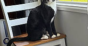 Tux is registered to the contest to win money with this photo: cat, black_and_white_cat, chair, wooden_chair, window, curtain, indoor, yellow_eyes, pet, animal, feline, household, lamp, red_lamp, sunlight, daylight, looking, sitting, curious, cozy
