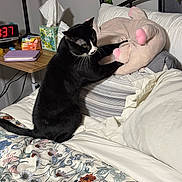 Tux joined the competition — help win amazing prizes! cat, black_and_white_cat, plush_toy, pig_plush, bed, bedroom, floral_bedspread, pillow, tissue_box, digital_clock, nightstand, lamp, indoor, pet, animal, curious_cat, feline, cozy, resting_place, home