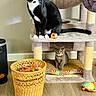 Tux joined the competition — help win amazing prizes! cat, kitten, cat_tree, tuxedo_cat, gray_kitten, basket, cat_toys, indoor, pet, feline, wooden_floor, curious, sitting, playful, home, furniture, animal, cute, domestic_cat, relaxed