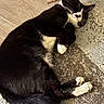 Tux joined the competition — help win amazing prizes! cat, black_and_white_cat, sleeping, resting, indoor, carpet, fur, paw, whiskers, tail, relaxed, cute, pet, animal, floor, cozy, stick, napping, domestic_cat, quiet