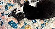 Stormie joined the competition — help win amazing prizes! cat, kitten, black_and_white_cat, gray_cat, sleeping, resting, quilt, floral_pattern, bed, indoor, pet, cute, feline, animal, cozy, nap, close_up, domestic, companion, relaxation