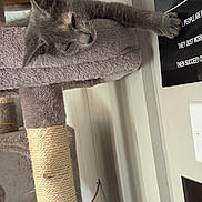 Stormie joined the competition — help win amazing prizes! cat, gray_cat, cat_tree, scratching_post, paw, indoor, wall, sign, text, light_switch, feline, pet, curious, cozy, perch, stretching, home, animal, resting, domestic