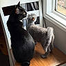 Stormie is registered to the contest to win money with this photo: cat, black_cat, gray_cat, chair, window, wooden_chair, pets, indoor, curious, looking_out, sunlight, natural_light, feline, domestic_animal, animal_pair, fur, tail, ears, whiskers, quiet