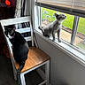 Stormie is registered to the contest to win money with this photo: cat, black_cat, gray_cat, chair, window, curtains, indoor, wooden_chair, pets, animal, domestic, household, window_sill, daylight, greenery, curious, feline, floor, home, quiet