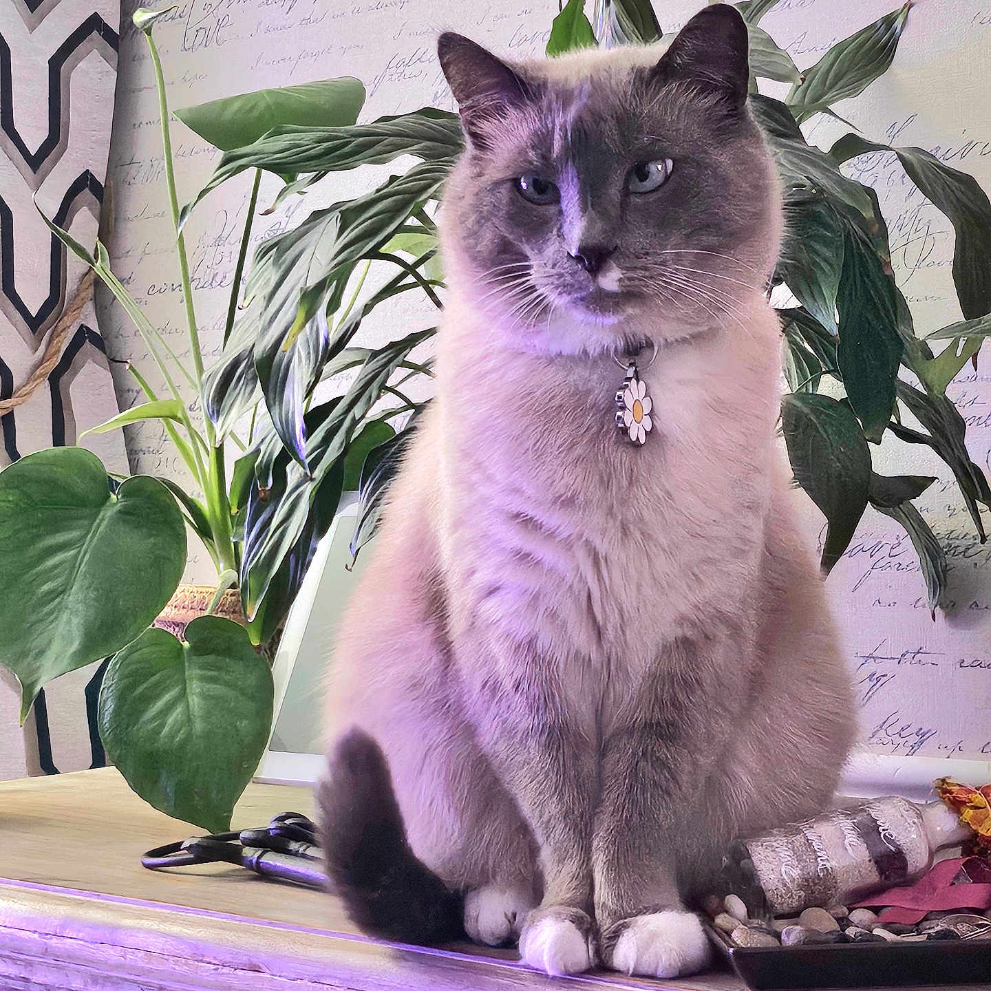Pépète participe au concours pour gagner de l'argent avec cette photo : background_wall, bottle, cat, closeup, collar, decor, feline, flower_charm, fur, green_leaves, houseplant, indoor, natural_light, pet, purple_tint, siamese_cat, sitting, stones, tray, wooden_cabinet