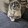Pépète a rejoint le concours — aidez-le/la à gagner de superbes lots ! beige_cushion, blue_eyes, cat, close_up, collar, couch, cozy, daisy_tag, domestic_animal, feline, gray_fabric, indoor, lounging, paws, pet, portrait, relaxed, siamese_cat, soft_texture, whiskers