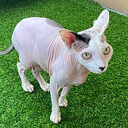 Beerus joined the competition — help win amazing prizes! hairless_cat, cat, pet, animal, green_grass, outdoor, curious, alert, ears, wrinkled_skin, feline, whiskers, four_legs, close_up, domestic_cat, beige_wall, wide_eyes, standing, natural_light, playful