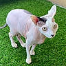 hairless_cat, cat, pet, animal, green_grass, outdoor, curious, alert, ears, wrinkled_skin, feline, whiskers, four_legs, close_up, domestic_cat, beige_wall, wide_eyes, standing, natural_light, playful