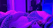 Beerus is registered to the contest to win money with this photo: animal, bedroom, blanket, blue_light, cat, cozy, curious, flower_decoration, fur, furniture, indoor, mirror, paw, pet, purple_light, relaxing, resting, snuggled, soft_texture, warm