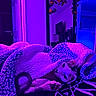Beerus is registered to the contest to win money with this photo: cat, blanket, indoor, cozy, purple_light, blue_light, pet, fur, resting, mirror, flower_decoration, furniture, soft_texture, relaxing, animal, paw, bedroom, snuggled, curious, warm