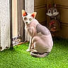 Beerus is registered to the contest to win money with this photo: sphynx_cat, cat, hairless_cat, green_eyes, indoor, artificial_grass, window, sitting, curious, decoration, squirrel_figurine, pet, animal, feline, cozy, light, shadow, wall, floor, room