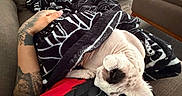 Beerus is registered to the contest to win money with this photo: sphynx_cat, cat, tattoo, blanket, couch, indoor, resting, nap, hand, person, furniture, brown, cozy, furless_cat, relaxation, black_and_white, patterned_blanket, living_room, comfort, sleeping_pet