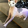 sphynx_cat, cat, hairless_cat, stretching, indoor, living_room, sofa, furniture, floor, pet, animal, curious, ears, eyes, patch_of_fur, blanket, cozy, domestic, mammal, whiskers