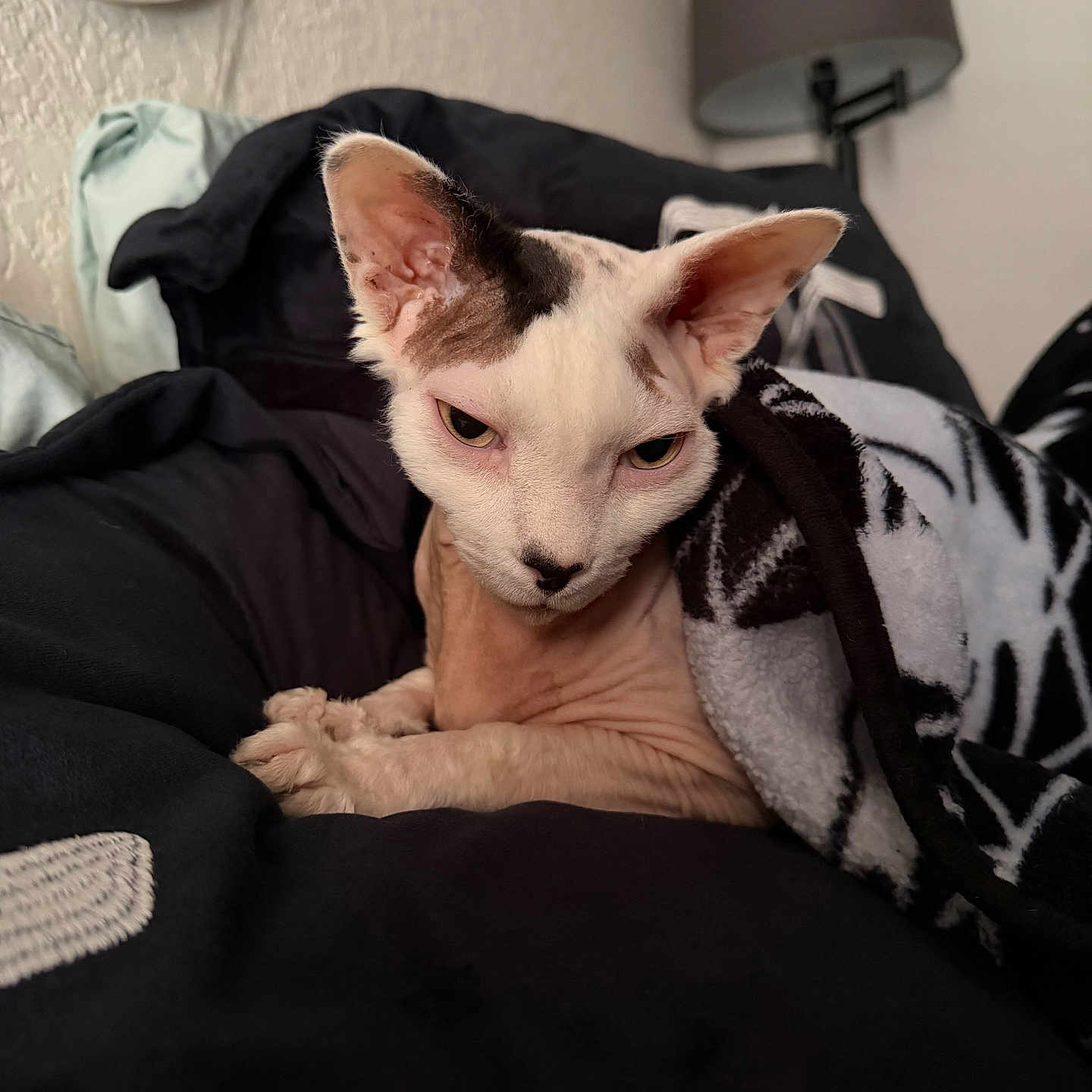 Beerus joined the competition — help win amazing prizes! sphynx_cat, cat, pet, blanket, bed, indoor, feline, hairless_cat, resting, animal, cozy, lamp, texture, warm, comfort, closeup, portrait, relaxing, soft, furless