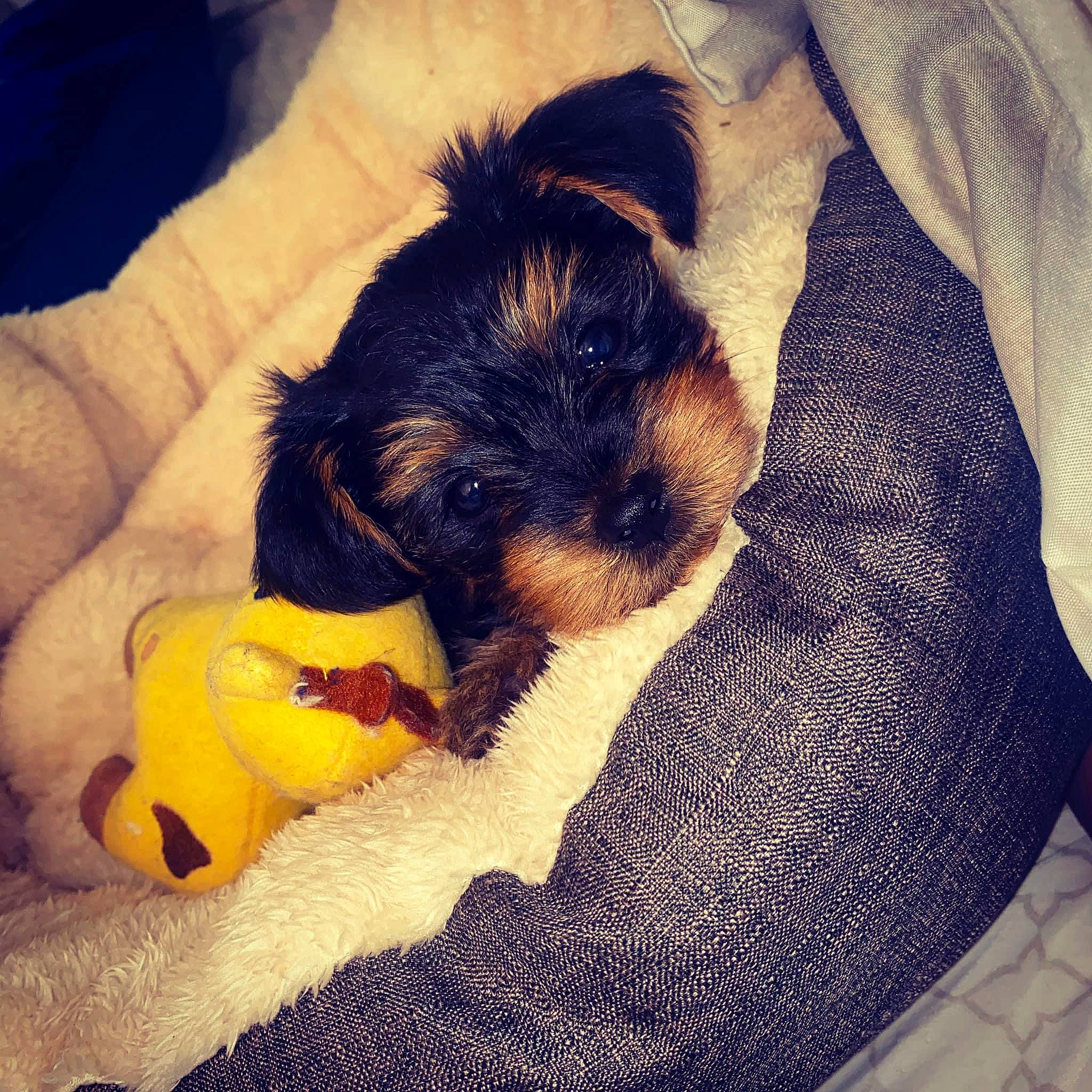 Dooney is registered to the contest to win money with this photo: canidae, carnivore, cloud, comfort, companion_dog, dog, dog_bed, dog_breed, fur, heat, linens, paw, puppy_love, small_terrier, snout, sporting_group, tail, tints_and_shades, toy_dog, working_animal