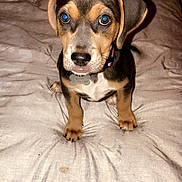 Scout is registered to the contest to win money with this photo: animal, bed, blanket, collar, cute, dog, ears, eyes, front_paws, fur, indoor, looking, nose, pet, puppy, sitting, small, tag, whiskers, young