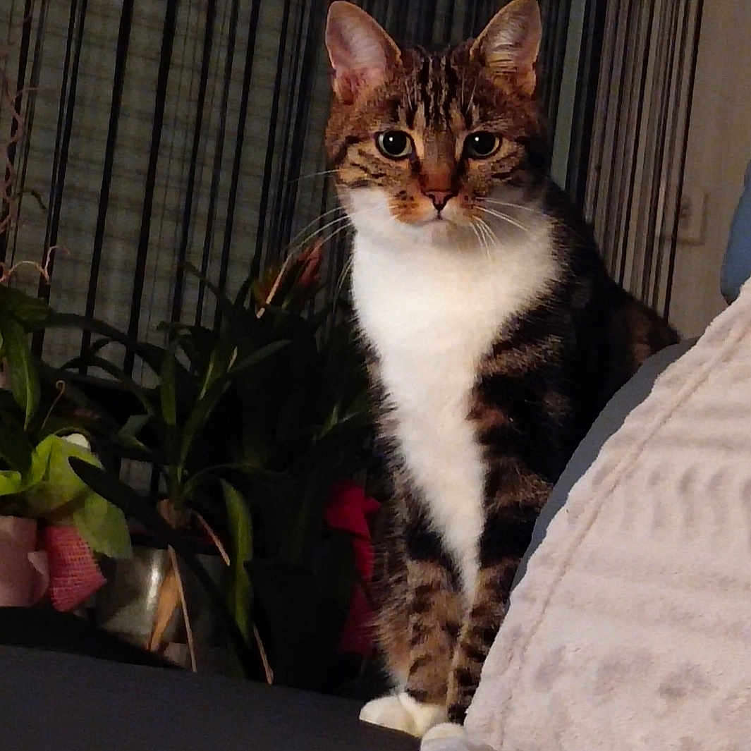 Choupie