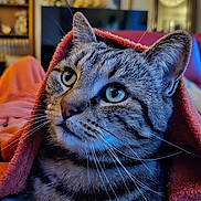 Albert Serge a rejoint le concours — aidez-le/la à gagner de superbes lots ! cat, tabby, close_up, blanket, indoor, cozy, feline, whiskers, ears, face, curious, soft_texture, pet, animal, warm_colors, fur, relaxed, comfort, domestic, portrait