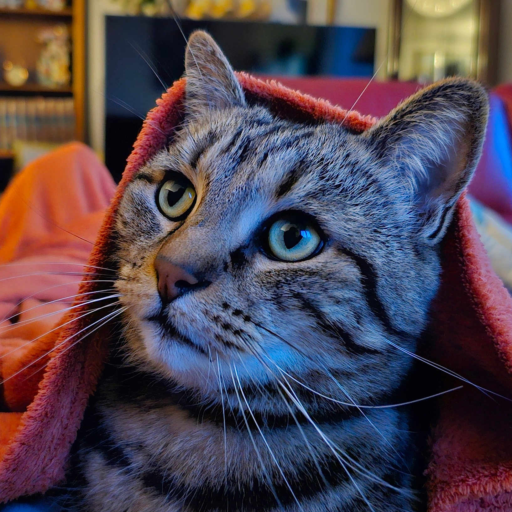 Albert Serge a rejoint le concours — aidez-le/la à gagner de superbes lots ! animal, blanket, cat, close_up, comfort, cozy, curious, domestic, ears, face, feline, fur, indoor, pet, portrait, relaxed, soft_texture, tabby, warm_colors, whiskers