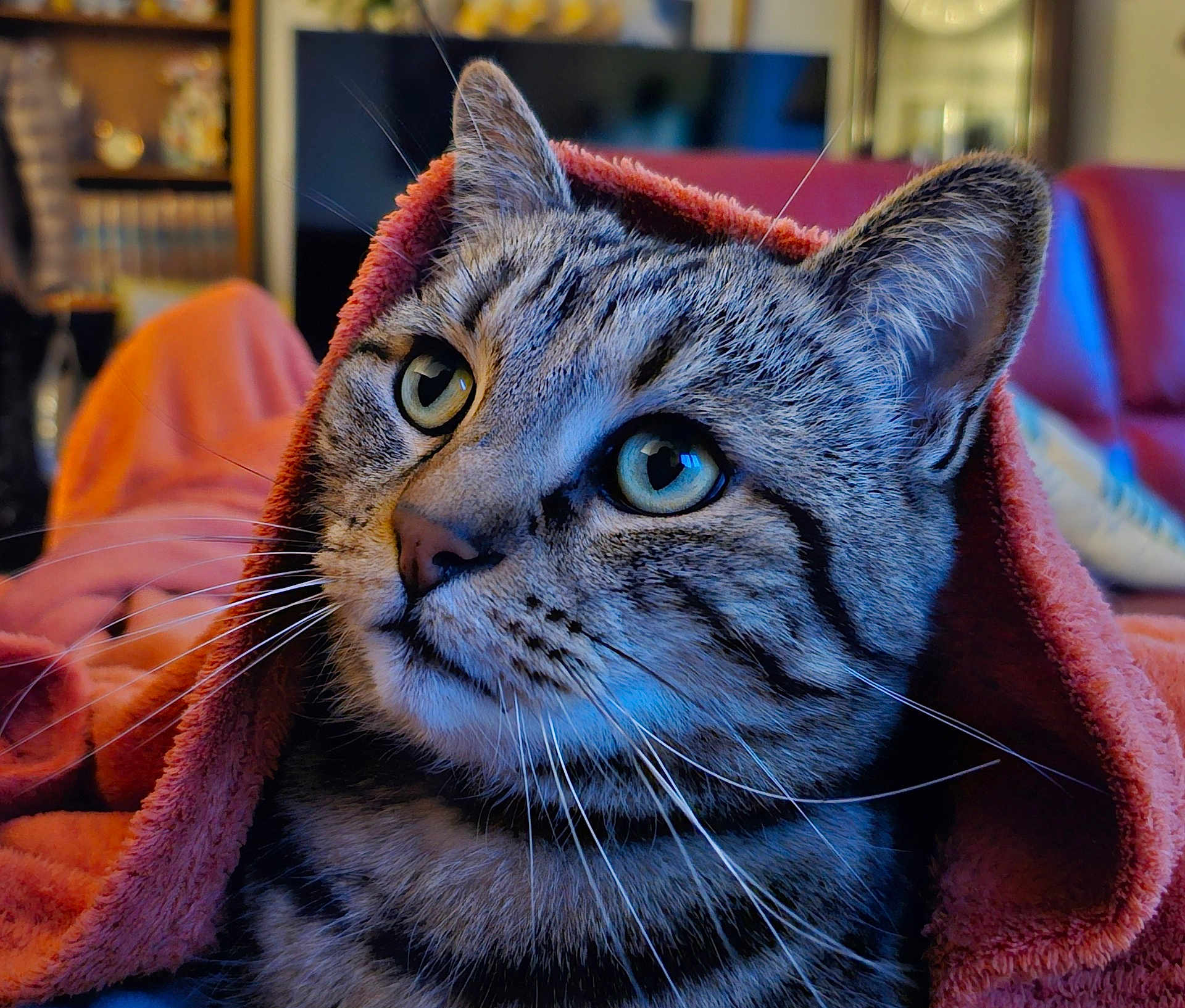Albert Serge a rejoint le concours — aidez-le/la à gagner de superbes lots ! cat, tabby, close_up, blanket, indoor, cozy, feline, whiskers, ears, face, curious, soft_texture, pet, animal, warm_colors, fur, relaxed, comfort, domestic, portrait