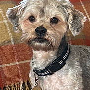 Bentley is registered to the contest to win money with this photo: dog, pet, collar, tag, fur, cute, animal, indoor, portrait, face, ears, whiskers, brown, tan, black, eye, snout, blanket, pattern, cozy