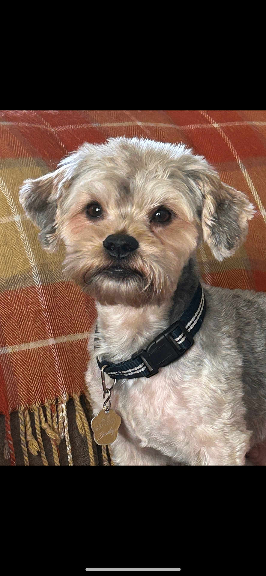 Bentley is registered to the contest to win money with this photo: dog, pet, collar, tag, fur, cute, animal, indoor, portrait, face, ears, whiskers, brown, tan, black, eye, snout, blanket, pattern, cozy