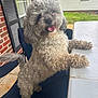 Luna is registered to the contest to win money with this photo: dog, curly_fur, happy, tongue_out, pet, animal, outdoor, patio, table, brick_wall, window, grass, chair, fur, canine, smiling, domestic_animal, playing, front_paws, cute