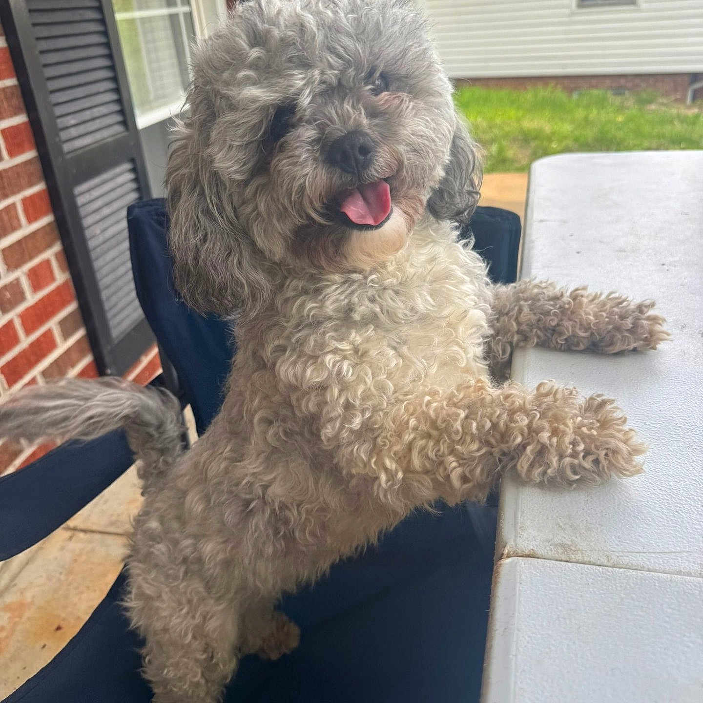 Luna is registered to the contest to win money with this photo: animal, brick_wall, canine, chair, curly_fur, cute, dog, domestic_animal, front_paws, fur, grass, happy, outdoor, patio, pet, playing, smiling, table, tongue_out, window
