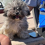 Luna is registered to the contest to win money with this photo: dog, fluffy, curly_hair, smiling, boat, water, life_jacket, person, phone, outdoor, sunny, seat, pet, happy, summer, animal, cute, portrait, water_splash, fun