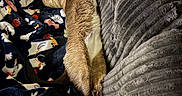 Kanga joined the competition — help win amazing prizes! animal, blanket, cat, comfort, couch, cozy, fabric, feline, fur, ghosts, halloween, home, indoor, pattern, pet, pumpkins, relaxed, sleeping, soft, stretching