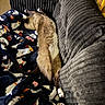 cat, animal, pet, feline, couch, blanket, fabric, pattern, halloween, ghosts, pumpkins, indoor, relaxed, sleeping, cozy, home, fur, stretching, comfort, soft