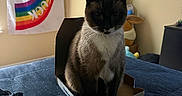 Kanga joined the competition — help win amazing prizes! cat, siamese_cat, pizza_box, bed, bedspread, rainbow_flag, indoor, feline, pet, animal, box, dominos, fur, whiskers, ears, sitting, curious, home, comfortable, cute