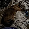 Kanga joined the competition — help win amazing prizes! cat, siamese_cat, blanket, remote_control, bed, furniture, indoor, pet, animal, sleeping, cozy, resting, paw, soft_texture, brown, white, black, relaxing, comfort, home
