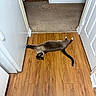 Kanga is registered to the contest to win money with this photo: cat, siamese_cat, wooden_floor, carpet, hallway, door, white_wall, stretching, indoor, pet, animal, feline, relaxed, paw, flooring, home, domestic, fur, tail, quiet