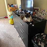 Kanga is registered to the contest to win money with this photo: cat, siamese_cat, dresser, television, funko_pop, plush_toy, pikachu, eevee, laundry_basket, clothing, carpet, window, natural_light, figurine, indoor, furniture, decor, pet, animal, room