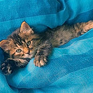 Mitsou participe au concours pour gagner de l'argent avec cette photo : adorable, animal, blue_fabric, cat, closeup, cute, feline, fur, green_eyes, indoor, kitten, paw, pet, relaxed, small, soft, stretching, tabby, whiskers, young