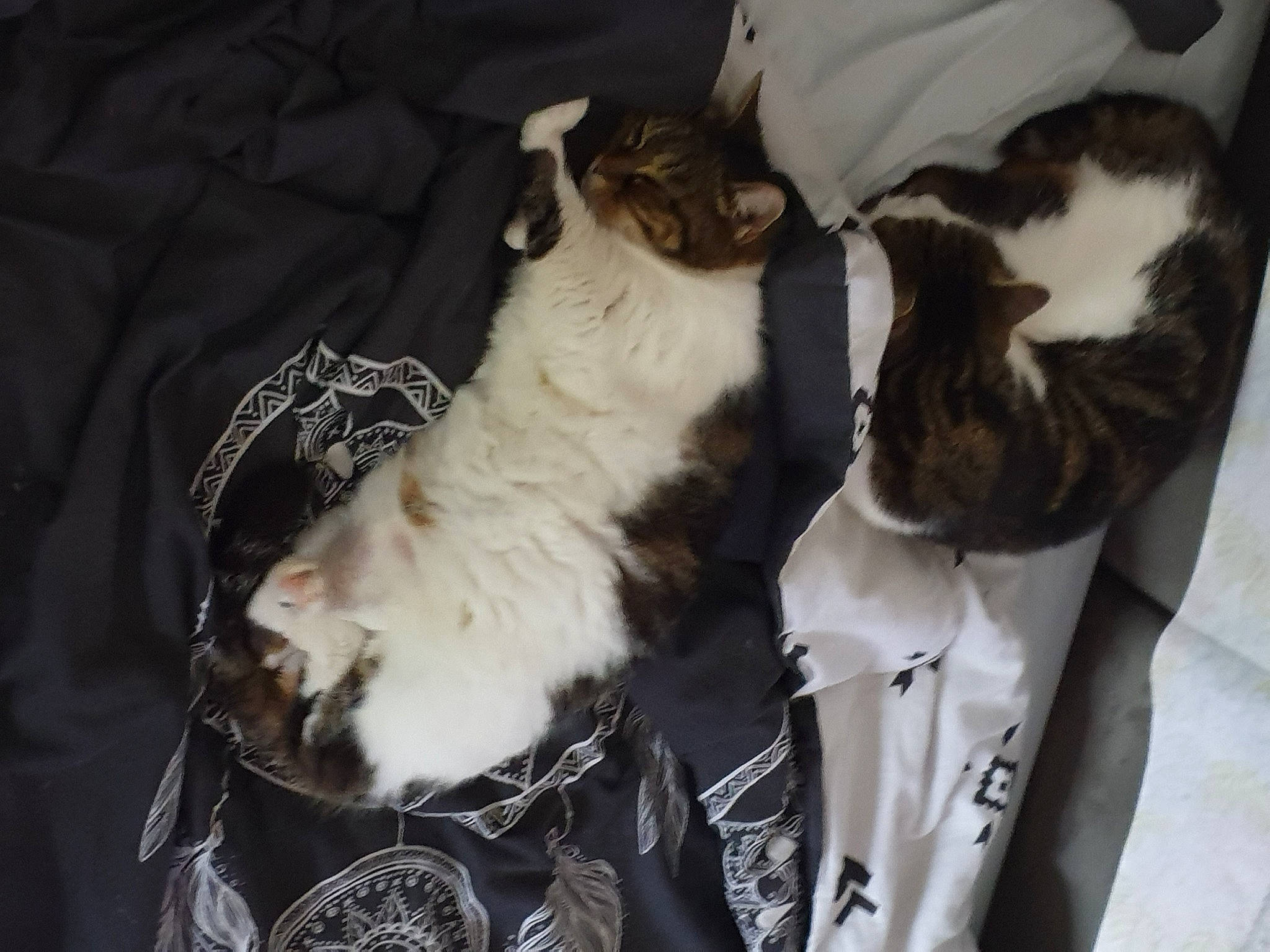 Cactus a rejoint le concours — aidez-le/la à gagner de superbes lots ! canidae, carnivore, cat, claw, comfort, companion_dog, dog_breed, domestic_short_haired_cat, felidae, formal_wear, fur, paw, small_to_medium_sized_cats, sporting_group, tail, whiskers