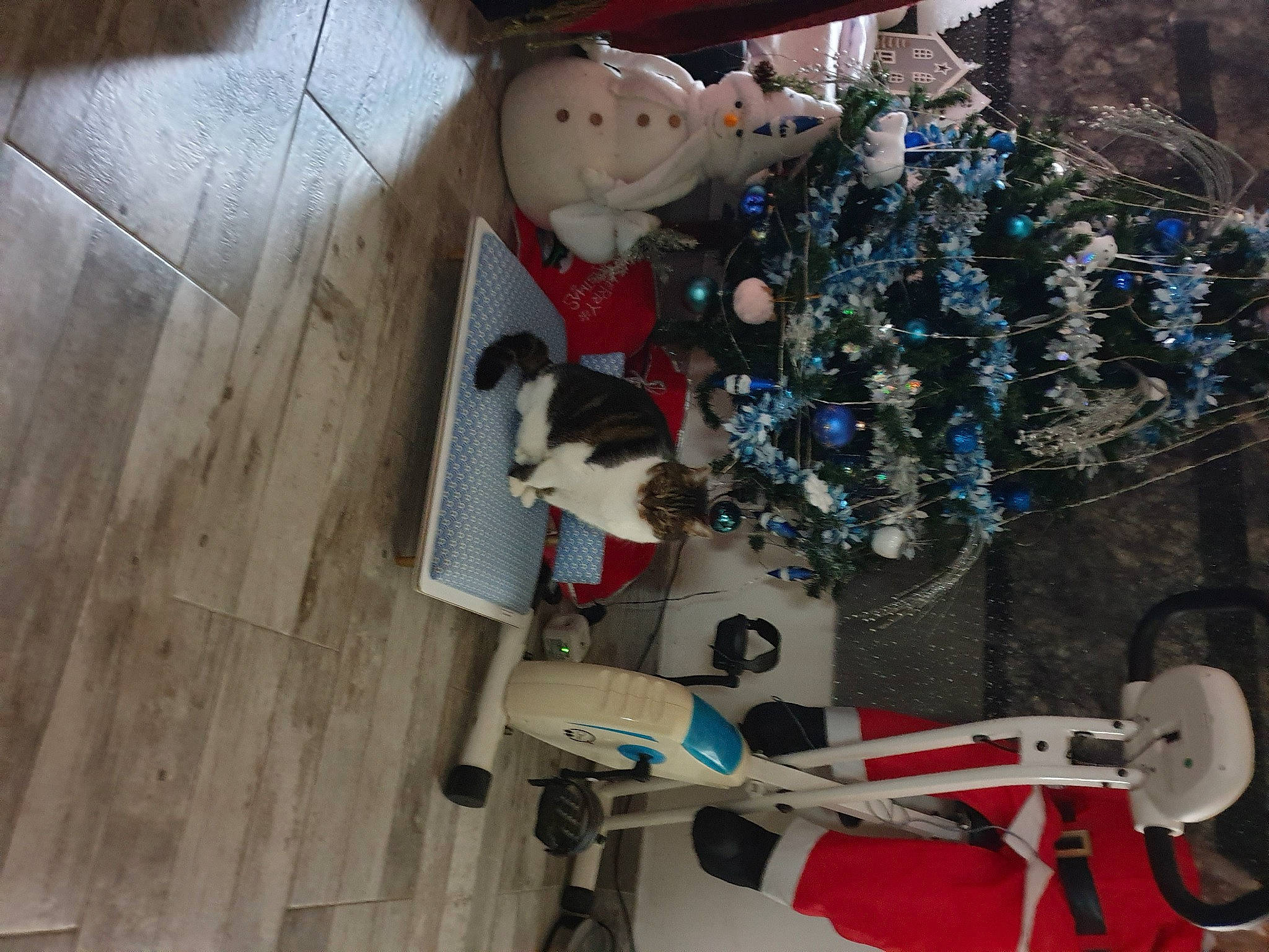 Cactus participe au concours pour gagner de l'argent avec cette photo : carmine, christmas, christmas_decoration, christmas_ornament, doll, electrical_wiring, event, fashion_accessory, fictional_character, flooring, hardwood, holiday_ornament, machine, ornament, plastic, room, toy, tree, white, wood