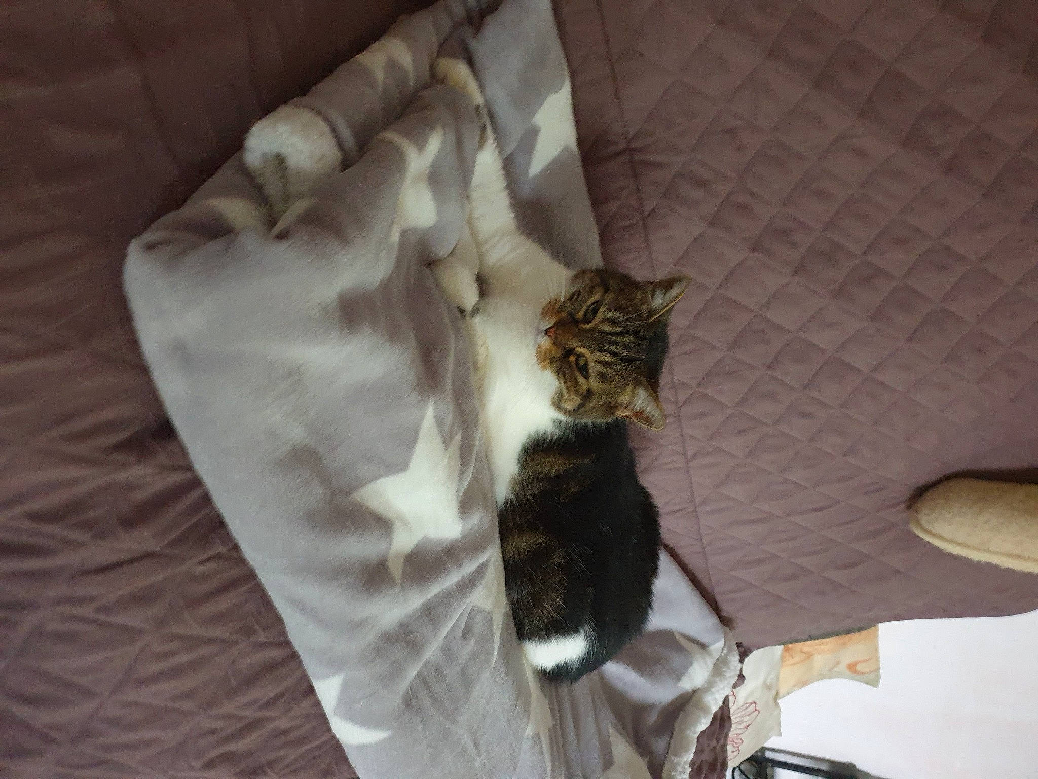 Cactus participe au concours pour gagner de l'argent avec cette photo : bedding, blanket, carnivore, cat, cat_supply, ceiling, comfort, couch, domestic_short_haired_cat, duvet, felidae, fur, hardwood, linens, room, small_to_medium_sized_cats, tail, whiskers, wood