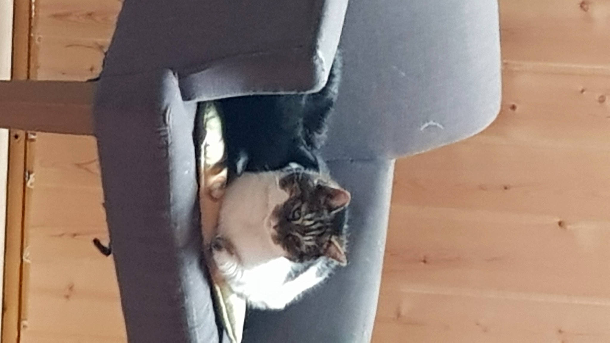 Cactus participe au concours pour gagner de l'argent avec cette photo : canidae, carnivore, cat, cat_supply, domestic_short_haired_cat, door, felidae, flooring, fur, hardwood, human_leg, pet_supply, room, small_to_medium_sized_cats, snout, tail, tree, whiskers, window, wood