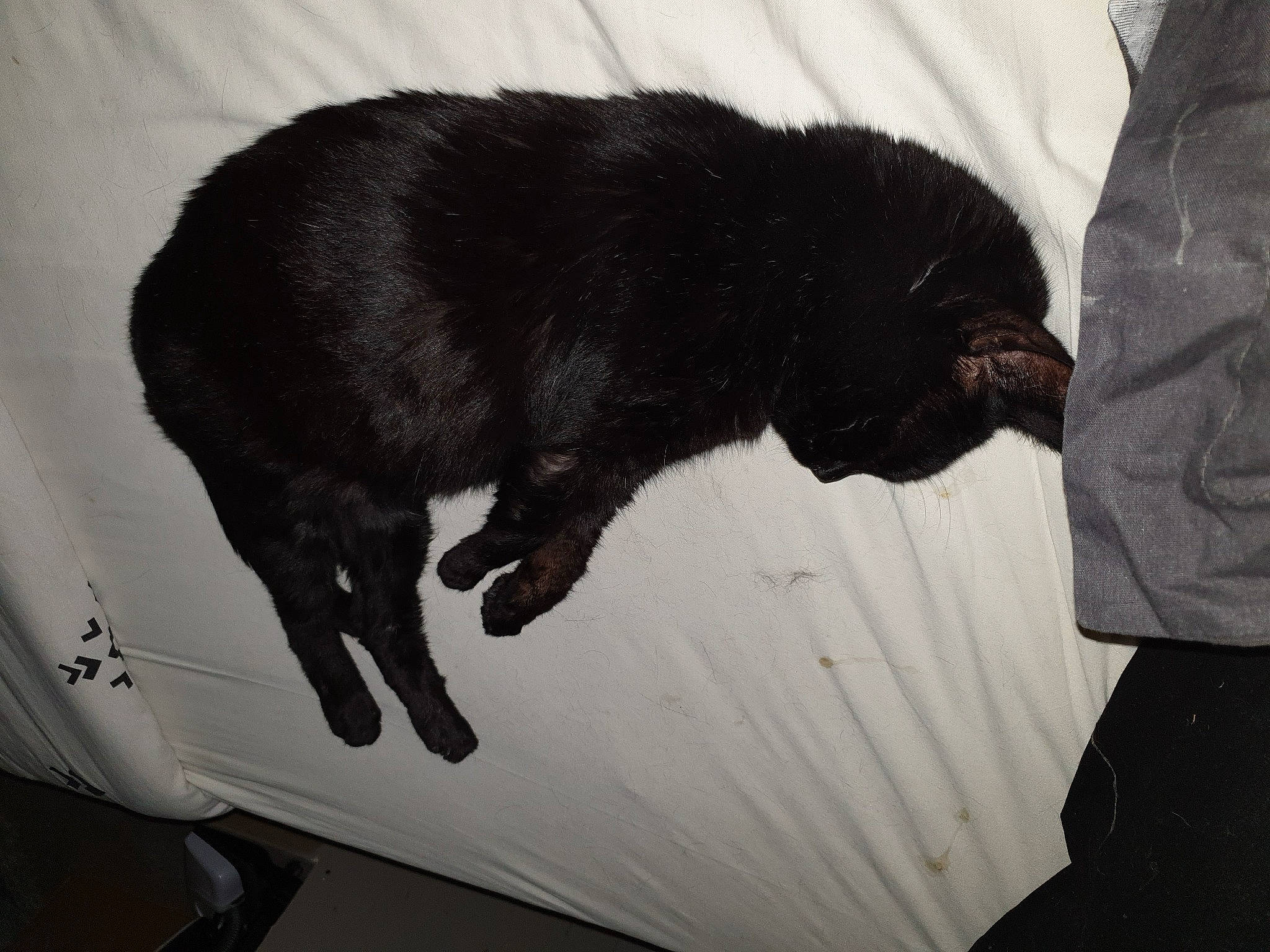 Sherkan a rejoint le concours — aidez-le/la à gagner de superbes lots ! black_cat, bombay, canidae, carnivore, cat, claw, comfort, dog_breed, domestic_short_haired_cat, felidae, fur, paw, room, small_to_medium_sized_cats, snout, sporting_group, tail, terrestrial_animal, whiskers