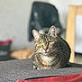 cat, tabby, indoor, resting, yellow_eyes, gray_fabric, blurred_background, furniture, red_cloth, whiskers, pet, animal, cute, domestic_cat, loaf_position, soft_light, cozy, close_up, focused, sitting