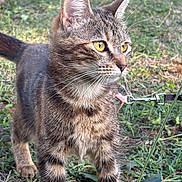 Kyra a rejoint le concours — aidez-le/la à gagner de superbes lots ! cat, tabby, animal, pet, feline, outdoor, grass, leash, harness, yellow_eyes, whiskers, fur, nature, close_up, alert, mammal, standing, daylight, background, curious