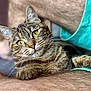 cat, tabby, close_up, yellow_eyes, whiskers, pet, animal, fur, domestic_cat, resting, human_arm, teal_shirt, cozy, indoor, cute, relaxed, portrait, feline, companion, curious